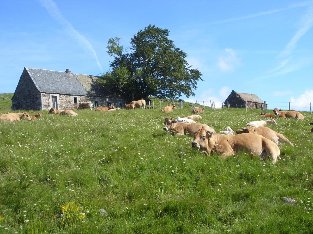 Chambres D'Hotes Le Lepadou-Bas Saint Chely d'Aubrac Bagian luar foto